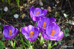 février,perces-neiges,hamamélis,paquerettes 121.JPG