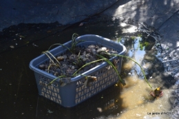 semis,bassin,tour du jardin 102.JPG