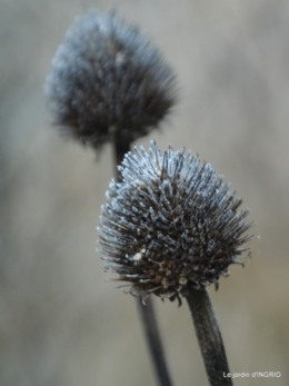 première gelée,compositions florales à garder,jardin 109.JPG