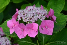 jardin,papillons,Cadouin,légumes,Sophie, 028.JPG