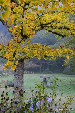 brouillard le matin d'automne 040.JPG