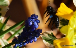 jardinière,insectes,achats 020.JPG