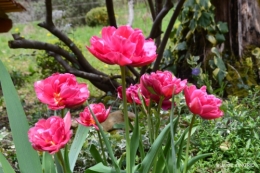 tulipes,Julie,golf,jardin 002.JPG