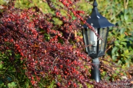 dernières automne,givre,chat 014.JPG