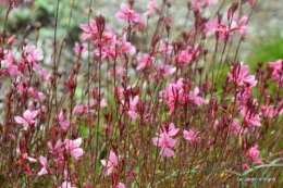 papillons,Lalinde,jardinseptembre,bouquet 079.JPG