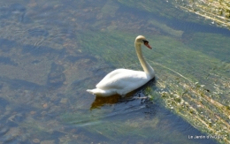 fleurs,roses,le cygne,les pts fruits 077.JPG