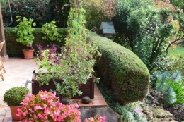 Tuillières,stenbergias,Jaune,jardin,chassis 214.JPG