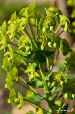 tour du jardin printemps 011.JPG
