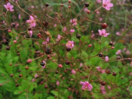 TalinumPaniculatum040723.jpg