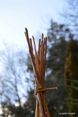 Cours d'osier,première fleur 026.JPG