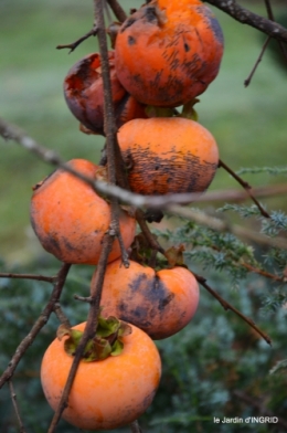 première gelée,décos Noel Jardiland Proflora 059.JPG