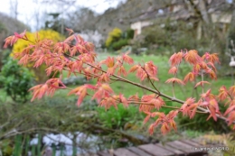 jardin (3 semaine de mars) 102.JPG
