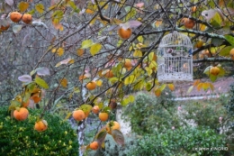 jardin automne 007.JPG
