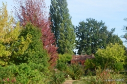 La Romieu,Coursiana,chez Renée,Ginkgo biloba 118.jpg