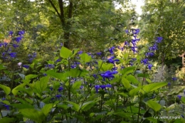 fleurs bleues,hortensia bleu,moi bébé 007.JPG