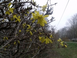 magnolia,forsythia,mahonia