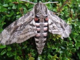 papillon.nuit,7 pigeonniers,Queyssac,jardin 002.JPG