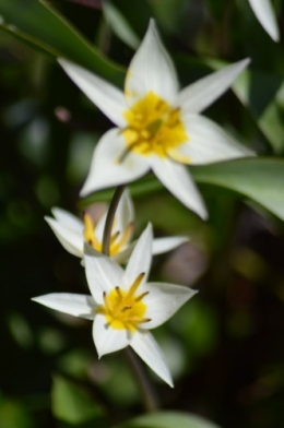 troc graines Neufont,magnolia stelleta 035.JPG