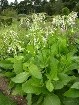 P1000475_Nicotiana_sylvestris_(Flowering_tobacco)_(Solanaceae)_Plant (1).JPG
