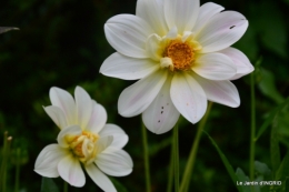 jardin,puces Lasmonzie,asters 062.JPG