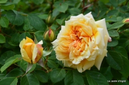 jardin,roses,cabane 065.JPG