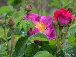 Julie,Lalinde,Cygnes,Roses,Osier à Monbazillac 027.JPG