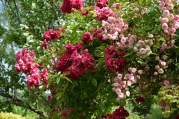 jardin,potager,roses,sauges 115.JPG