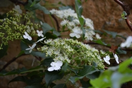 rosiers,fleurs blanches,pollen,magasin 141.JPG