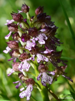 colline,orchidée,nature,jardin fleuri 009.JPG