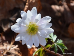 primevères achetées,crocus,st Mayne de Pérérol 016-001.JPG