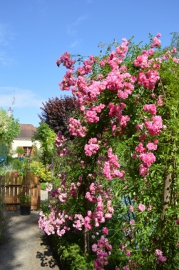 jardin,potager,roses,sauges 100.JPG