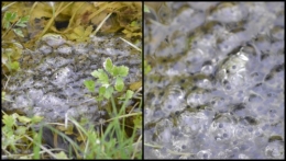 2013-03-13 tarins ,jonquilles,jacinthes,osier,cognatier,oeufs1.jpg