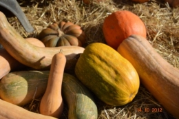 champignons,citrouilles,st Mayme de Péreyrol,fuschias,jardin aut 059.JPG