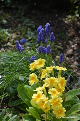 jardin,anniversaire Brigitte,primevères ,travaux 006.JPG