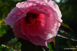 Ines,bouquet,hibiscus rose,cygnes,jardin 113.JPG