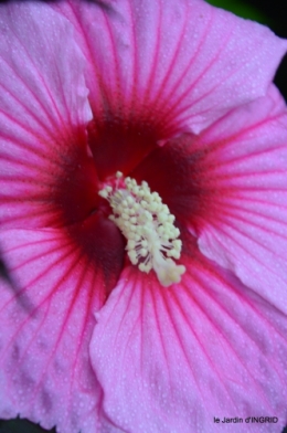 Ines,bouquet,hibiscus rose,cygnes,jardin 052.JPG