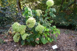 La Romieu,Coursiana,chez Renée,Ginkgo biloba 104.jpg