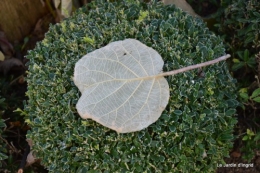 gelée