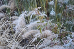 heron,oiseaux,givre, 026.JPG