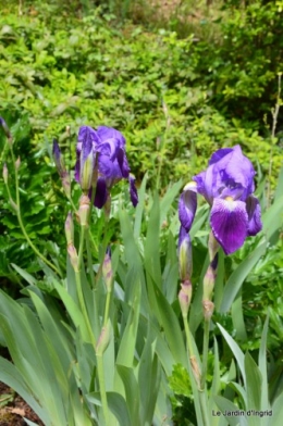 canards,pivoine,malus,abeilles,jardin 093.JPG