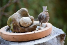 Tarins,oiseaux,persistants 020.JPG