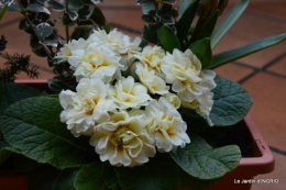 rose blanche,jardinière ,jardin,pt cyclamen 008.JPG