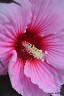 Ines,bouquet,hibiscus rose,cygnes,jardin 106.JPG