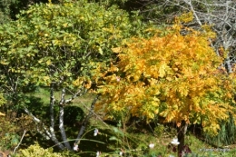 Automne au jardin 067.JPG