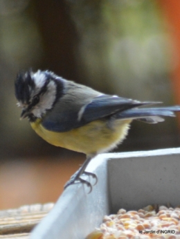 Noel st Astier,oiseaux,coq,jardin 027.JPG
