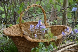 Fouleix,marguerites,hostas 014.JPG