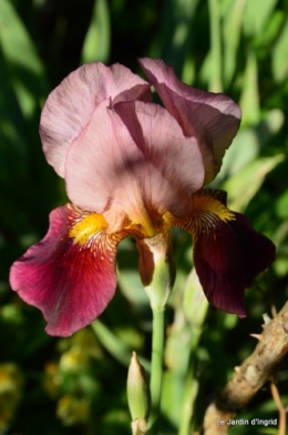canal,iris,marguerite,ancolies,brocante Beaumont,oeufs de Paques 050.JPG