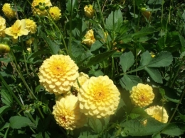 Meyrals,les filles,jardin 011.JPG