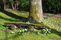 anniversaires des filles ,tour jardin février 056.JPG
