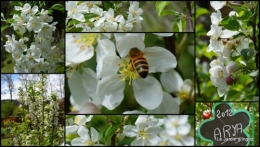 2014-04-05 canards,pivoine,malus,abeilles,jardin1.jpg